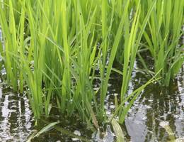 Reispflanzen im Wasser  Reispflanzen im Wasser