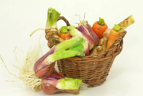 Wurzelwerk Wurzelwerk