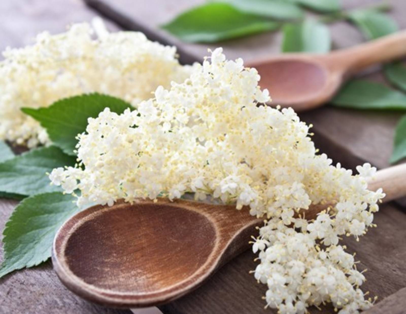 Die besten Holunderblüten Rezepte - ichkoche.de