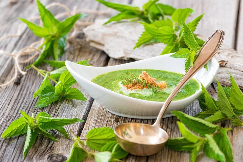 Basische Brennnesselsuppe Rezept
