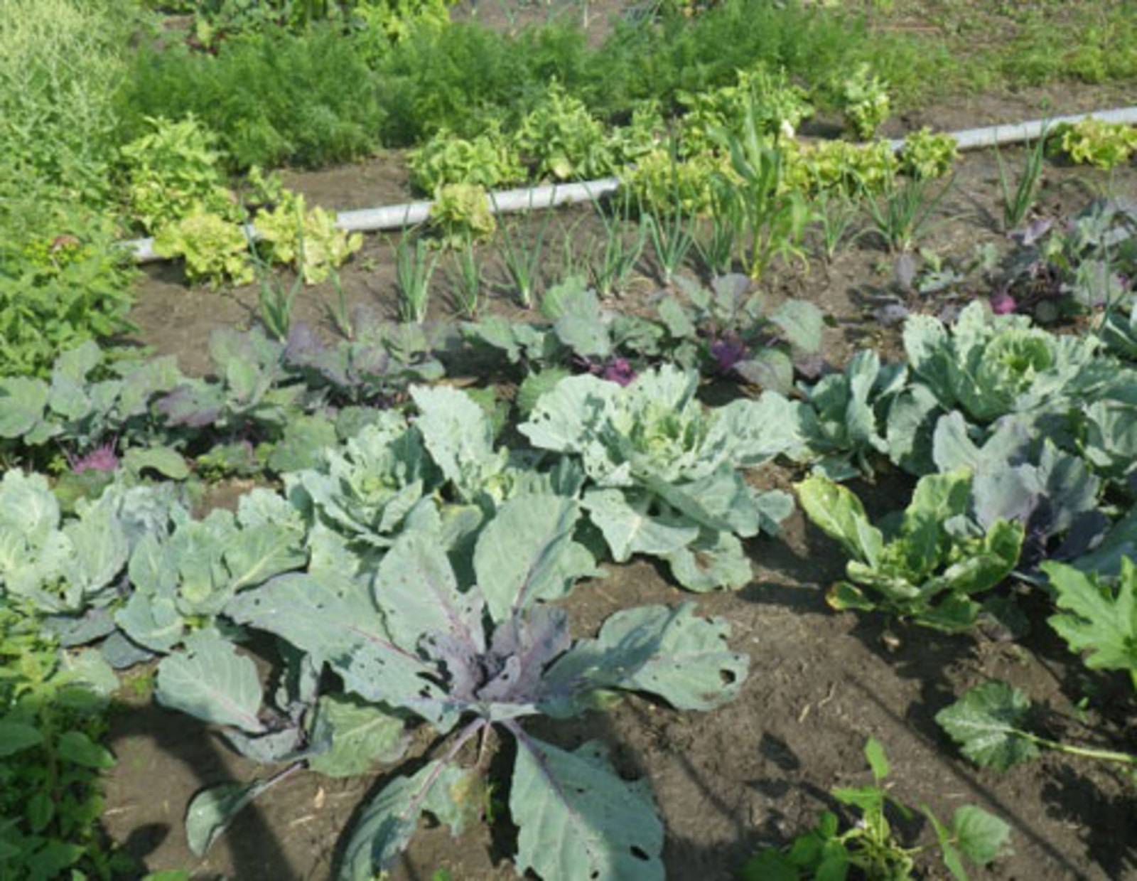 Gemüse am Biohof Radl