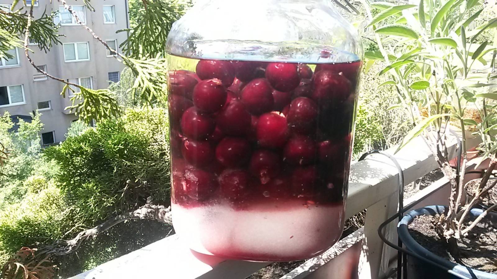 Kirschlikör Rezept - ichkoche.ch