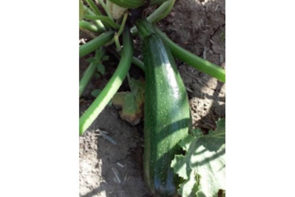 Die ersten Zucchini sind da! Die ersten Zucchini sind da!