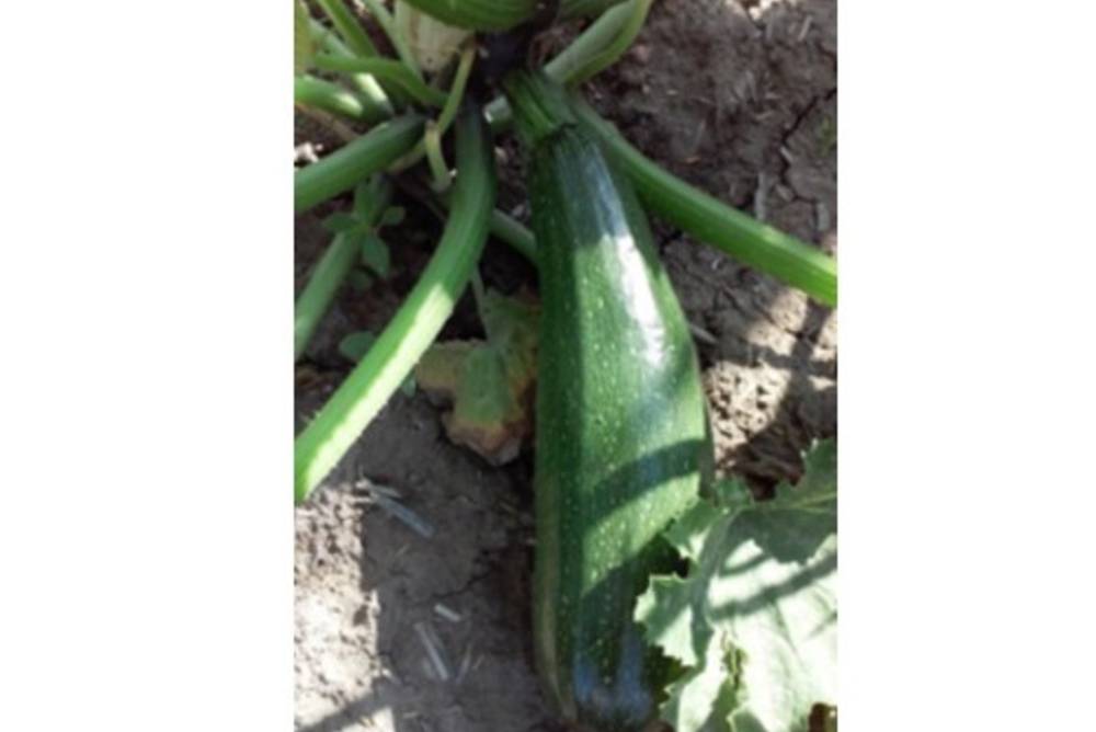 Die ersten Zucchini sind da!