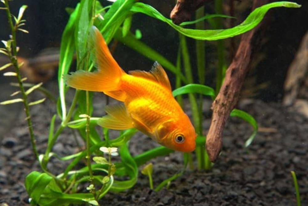 Leckerlis für Fische Leckerlis für Fische