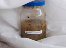 Bananen-Stachelbeer-Marmelade Bananen-Stachelbeer-Marmelade