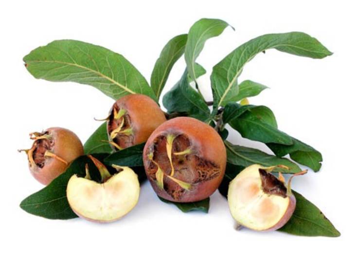 Die besten Mispel Rezepte - ichkoche.de