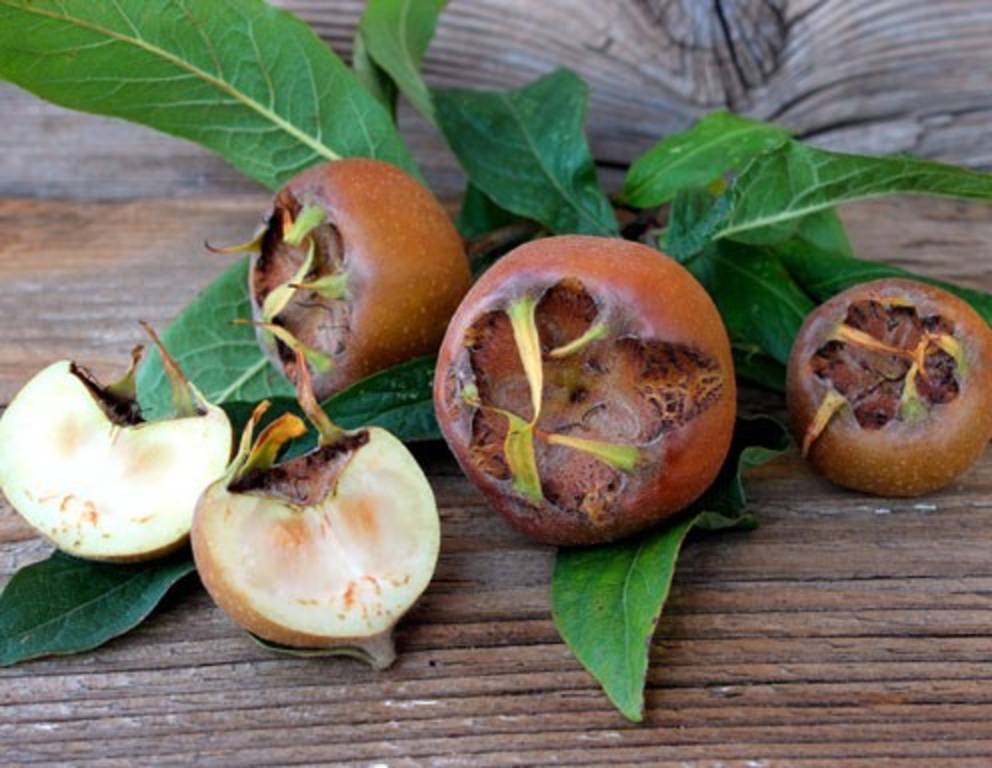 Die besten Mispel Rezepte - ichkoche.de