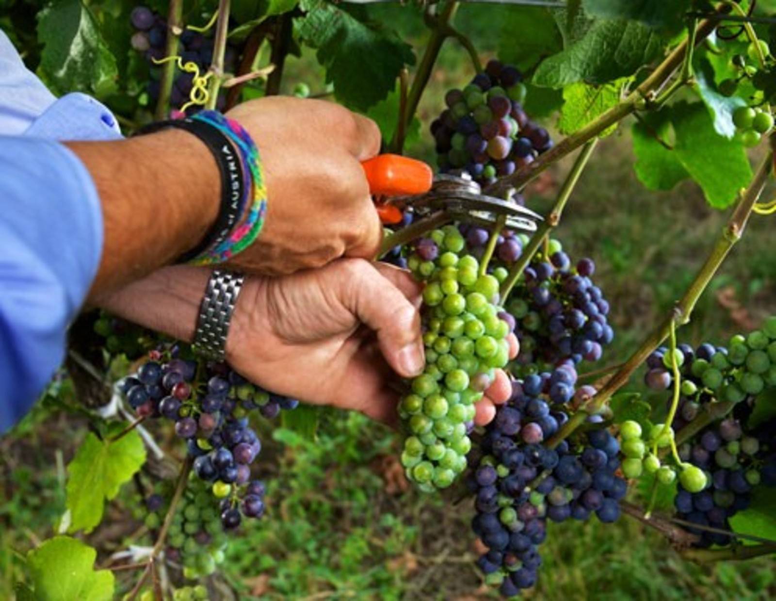 Weingut Wieninger