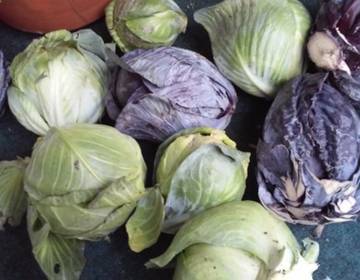 Ertragreiches Saisonende am Biohof Radl