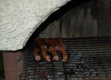 Grillen Grillen