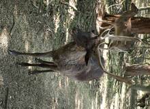 Wildes Wildes