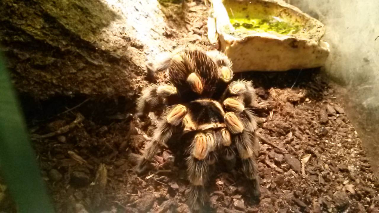 Spiderling/ User