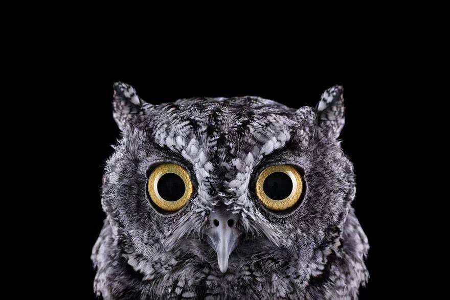 Owl1987