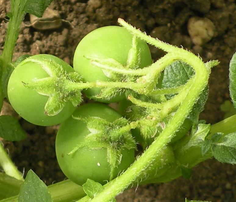 kartoffelfrucht/ User
