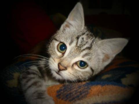 Zuckerkatze