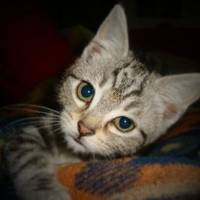 Zuckerkatze Zuckerkatze