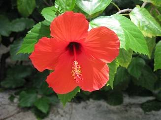 insigna