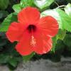insigna