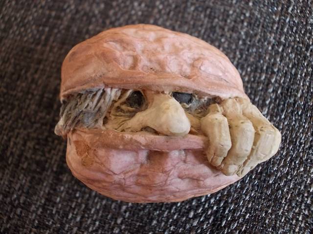 walnuss
