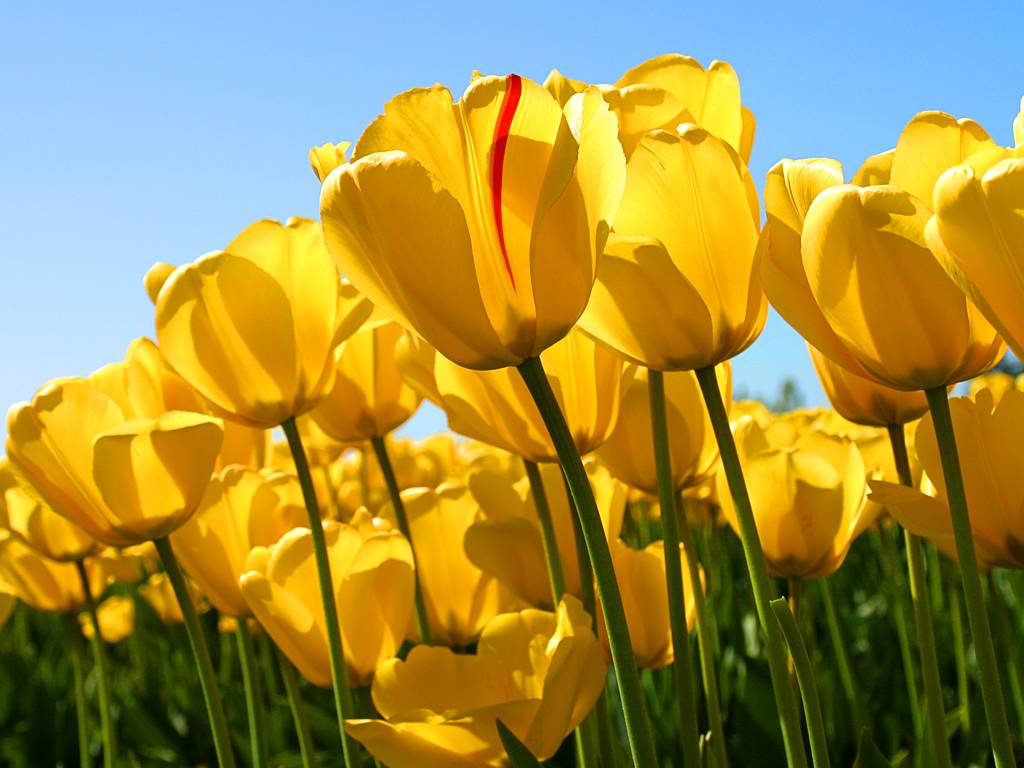 Tulpe/ Userrezept