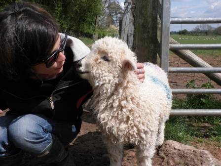 sheepasleep / User