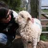 sheepasleep sheepasleep
