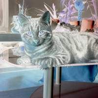 Bella donna Bella donna